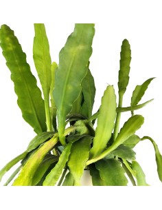 Pluma de Santa Teresa (Epiphyllum) (maceta 13 cm Ø) 2