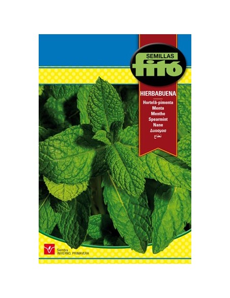 Llavor de menta