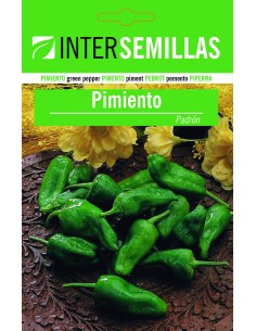 Semente de pimento Padrón