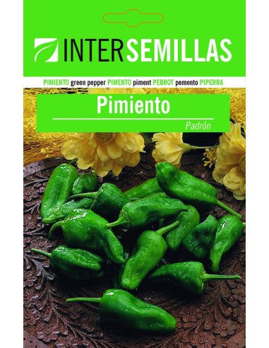 Semilla pimiento Padrón