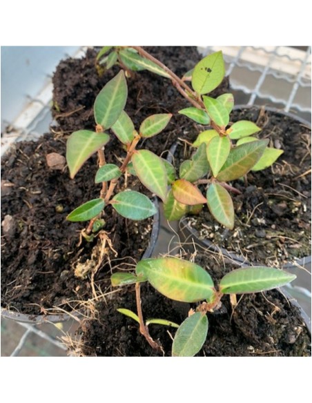 Trachelospermum asiaticum