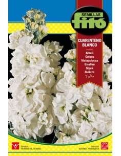 Llavor Alheli curenteno blanc