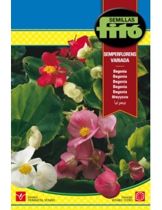 Semilla Begonia semperflorens variada