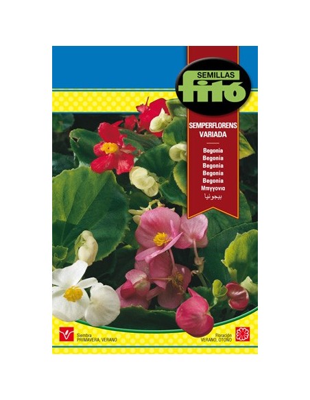 Semente de begônia semperflorens variada em Germigarden