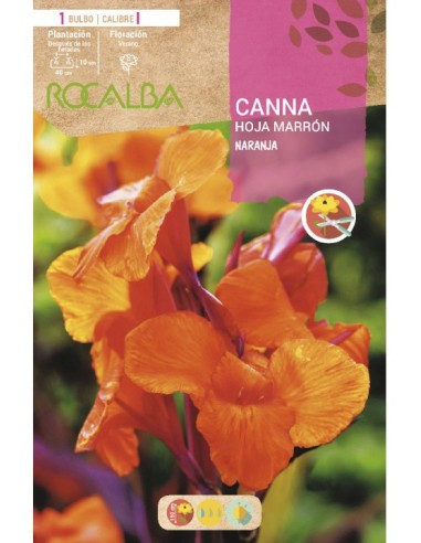 Bulb de canna a granel Rocalba (unitat)