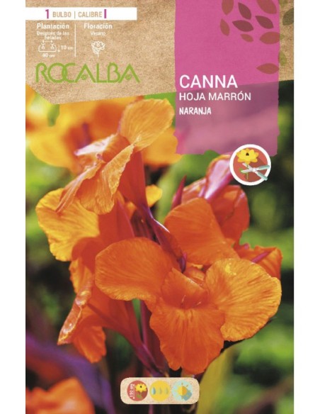 Bulbo de canna a granel Rocalba (unidad)
