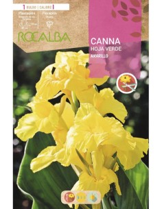 Bulbe de canna feuille brune (choisissez la couleur)
