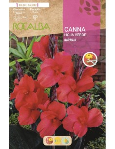 Bulbo de canna hoja verde a granel (escoge color) 2