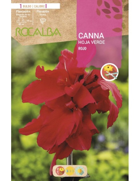 Bulbe de canna feuille brune (choisissez la couleur)