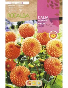Bulbo de dalia Pompon roja 2