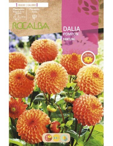 Bulbo de canna a granel Rocalba (unidad)