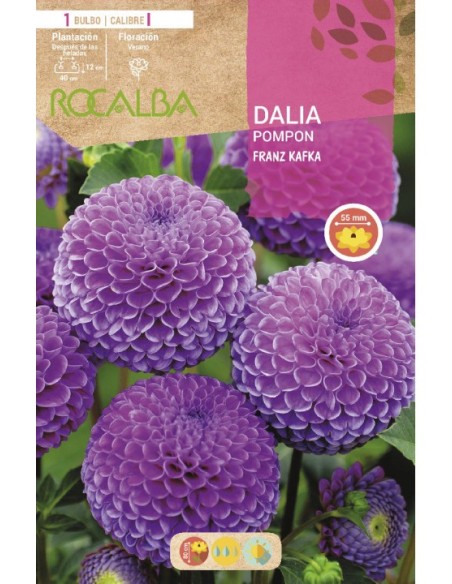 Bulbo de canna a granel Rocalba (unidad)
