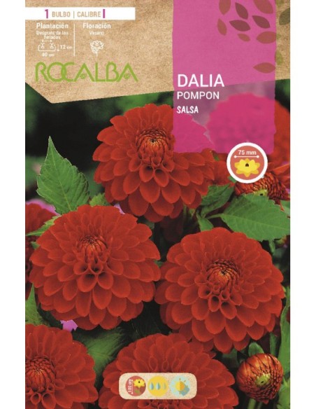 Bulbo de dalia Pompon