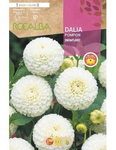 Bulb de dalia a granel Rocalba (unitat)