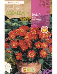 Bulbo de dalia mini a granel Rocalba (unidad)