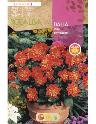 Bulb de dalia mini Rocalba (unitat)