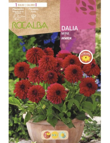 Bolbo de dalia mini Rocalba (unidade)