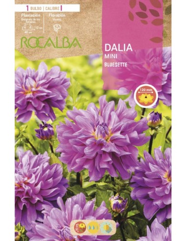 Bulbo de dalia mini a granel Rocalba (unidad)