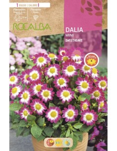Bulb de dalia mini Rocalba (unitat) 2