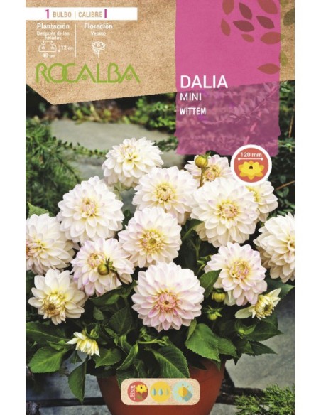 Bulb de dalia mini Rocalba (unitat)