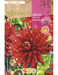 Bulb de dalia cactus (unitat)