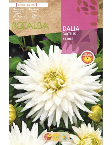 Bulb de dalia cactus (unitat)