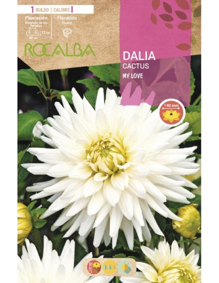 Bulbe de Dahlia Cactus (choisissez la couleur)