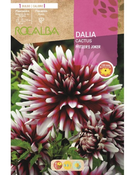 Bulb de dalia cactus (unitat)