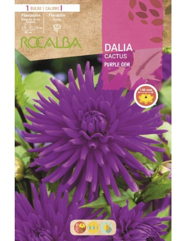 Bulb de dalia cactus (unitat)