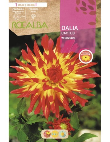 Bulb de dalia cactus (unitat)