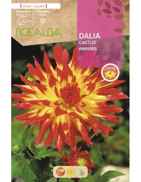 Bulbo de dalia cactus (escolha cor)