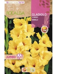 Bulbo de gladiolo Jumbo (bolsa 10 unidades) 2