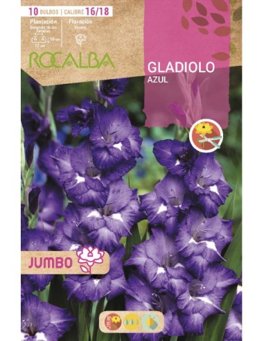 Bulb de gladiol Jumbo (bossa 10 unitats)
