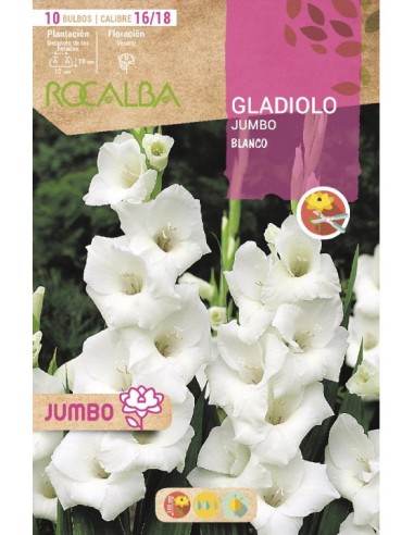 Bulbo de gladiolo Jumbo (bolsa 10 unidades)