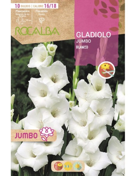 Bulbo de gladiolo Jumbo (bolsa 10 unidades)