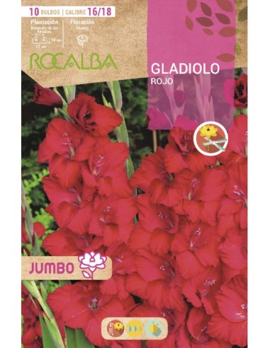 Bulbo de gladiolo Jumbo (bolsa 10 unidades)
