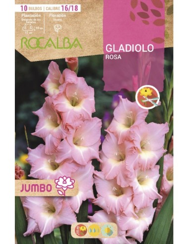 Bulb de gladiol Jumbo (bossa 10 unitats)
