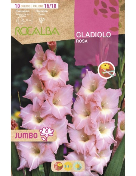 Bulbo de gladiolo Jumbo (bolsa 10 unidades)