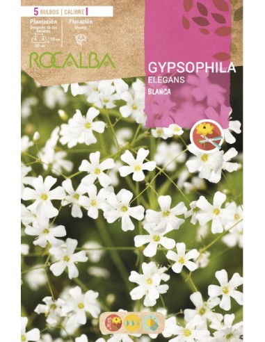 Bulb de Gypsophila elegans blanca (5 unitats)