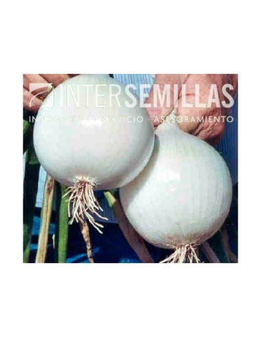 Semilla cebolla Southport White Globe F1 (híbrida) (día intermedio, blanca) (1.000 semillas)