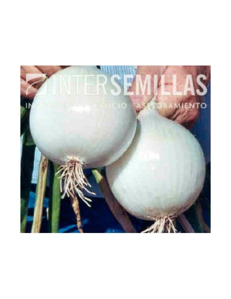 Semilla cebolla Southport White Globe F1 (híbrida) (día intermedio, blanca) (1.000 semillas)