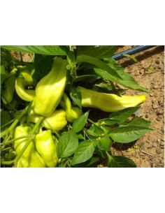 Semilla pimiento blanco de Berga (ecológica)