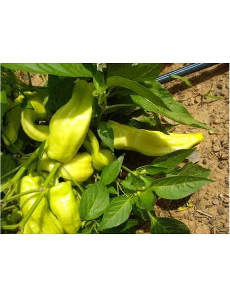 Semilla pimiento blanco de Berga (ecológica)