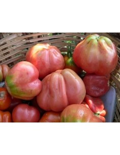 Semente de tomate rosa de Girona (orgânico)