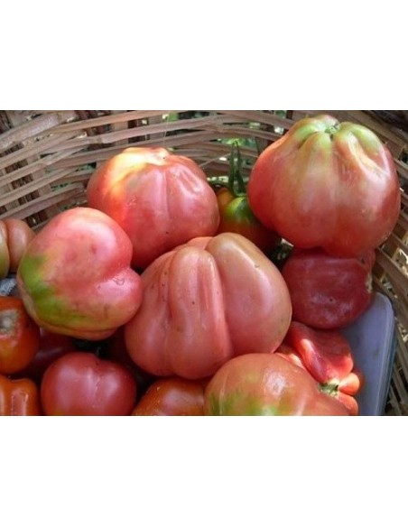 Semilla tomate rosa de Girona (ecológica)