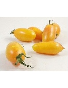 Graines de tomate cherry longue jaune (biologique)