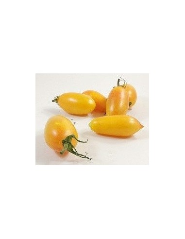 Semente de tomate cherry amarelo longo (orgânico)