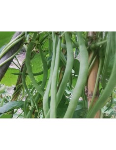 Semilla judía de Montserrat (ecológica)