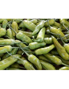 Semilla pimiento Peronet (ecológica)