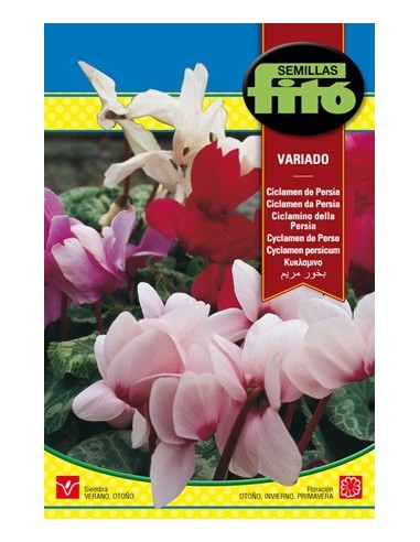 Semilla Cyclamen de Persia